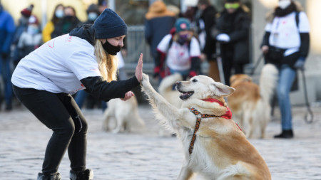Специално обучени кучета могат да допринасят в усилията да се