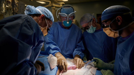 Американски медици успяха временно да свържат свински бъбрек към тялото