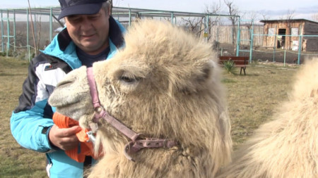 В началото на годината паркът за диви животни Zoo Бургас се сдоби с нов обитател - двугърбата камила Бейби.