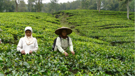 Чаената плантация Ганунг Мас в местността Пунчак на 90 км от индонезийската столица Джакарта.