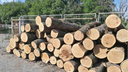 Служителите на Регионалната дирекция по горите в Пазарджик извършват масови