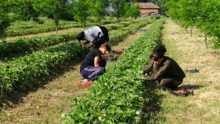 Производството на ягоди е труден, но доходоносен бизнес, констатират горските
