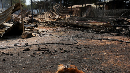 Опожарен двор след горския пожар в района на Варибоби, североизточно предградие на Атина, 4 август 2021 г. 