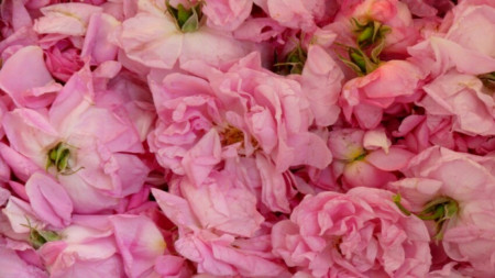 Розите и качеството на розовото масло са силно взискателни към влажността на въздуха, а засушаването се отразява върху добива на цвят 