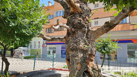  Сливен - Стария бряст