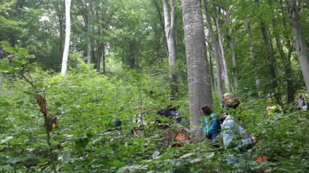 Изпълнителна агенция по горите започва съвместни проверки с участието на