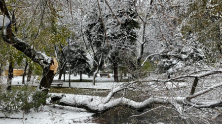 Паднало дърво в Благоевград