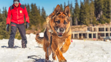 Facebook / Ομάδα Διάσωσης με σκύλους της Ορεινής Υπηρεσίας Διάσωσης του ΒΕΣ