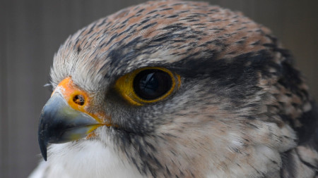 Далматински сокол, герак (Falco biarmicus)