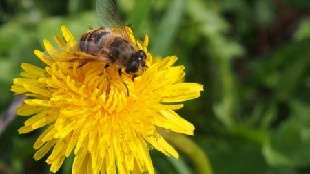 Една трета от хранителните запаси на човечеството зависи от пчелното опрашване.