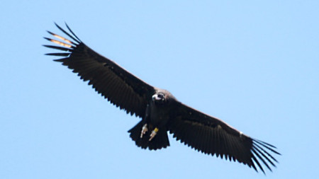 Черен лешояд в полет, снимка: Природен парк 