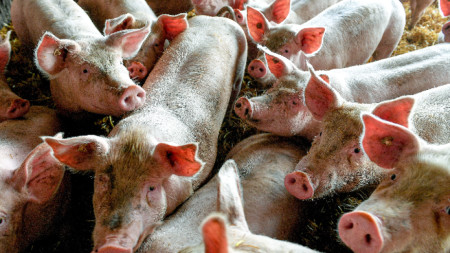 Търси се начинът, по който вирусът на заразното за свинете заболяване е проникнал в свинекомплекса.