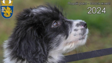 Снимка: Фейсбук/Приют за безстопанствени кучета - Бургас