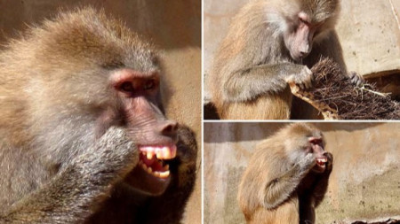 Женски бабуин използва влакно от стара четка, за да почиства зъбите си.