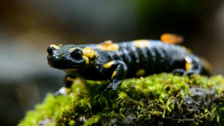 Саламандър (Salamandra salamandra), наричан също дъждовник и огнен саламандър – представител на опашатите амфибии, заснет в Националния парк Bukk, Унгария.