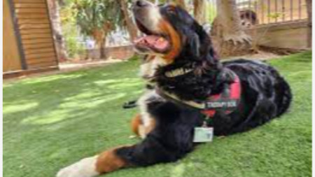 Куче-терапевт в Израел