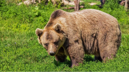 Un ours brun (Ursus arctos)  