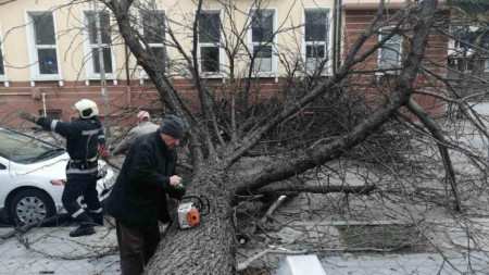 Екипи на общината и на противопожарната служба отстраниха падналото на улицата дърво.