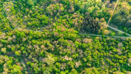 Картографирай дървета, докато се разхождаш в старозагорския парк „Бедечка”