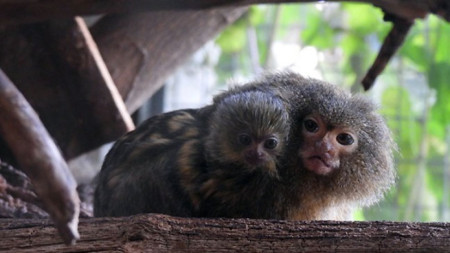 Двойката мармозетки джуджета в сектор Примати си имат бебе