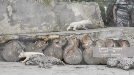 Три бели вълчета се родиха в зоопарк Варна