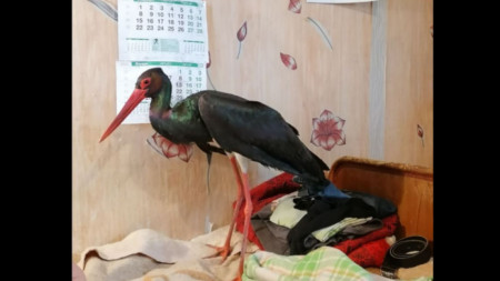 Семейство от великотърновското село Миндя спаси черен щъркел Птицата от