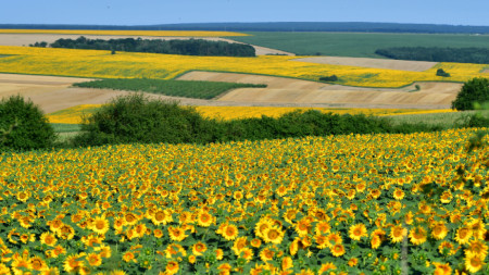 Sunflower fields near the village of Malko Yonkovo, Razgrad District