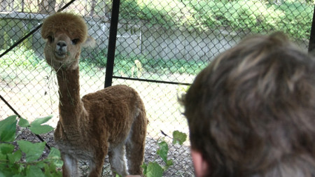 При спазване на всички противоепидемични мерки и най-вече спазването на дистанция със заповед на кмета на София Йорданка Фандъкова, Зоологическата градина отваря врати за посетители на 14 май. 