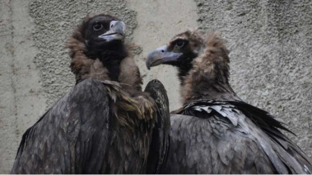 Двойка черни лешояди пристигнаха в Софийския зоопарк