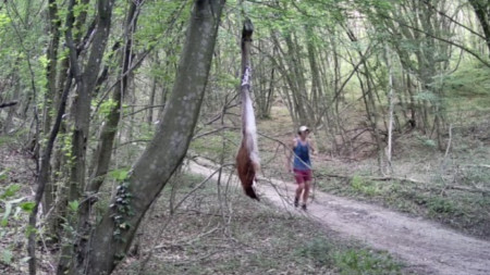 В опит да бъде заловен хищникът, беше поставена стръв. 