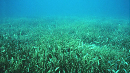 Морската трева е земно растение което преди няколко хиляди години