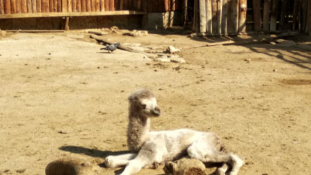 Бяло камилче се роди във Варненския зоопарк