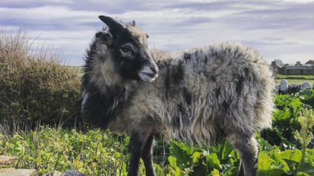 Една от уникалните овце на Оркни