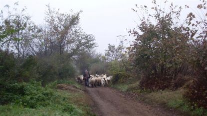 Все по-рядко в селата се виждат стада. Причините са ясни.