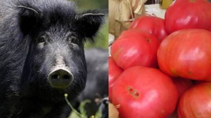 Месо от източнобалканска свиня и куртовски розов домат са два от кандидатите