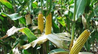 В някои страни с приложението на ГМО се цели задоволяване на глада