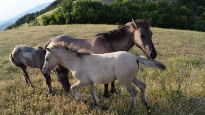 Диви коне в Източните Родопи.