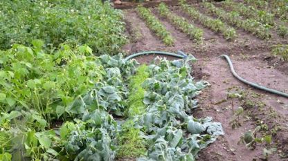 Повече от 900 декара зеленчуци в община Каварна вече пети