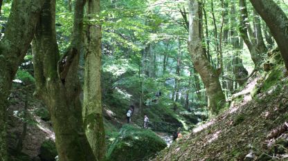 На територията на Национален парк „Централен Балкан” се намира най-обширния за Европа защитен масив от стари букови гори - някои от тях са на възраст над 250 години.