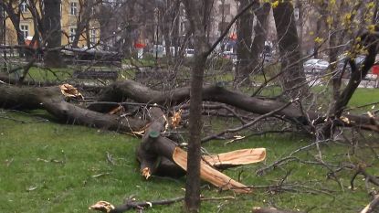 На 50 сигнала за счупени клони и дървета в София