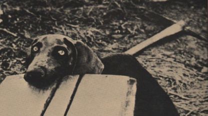 Ликът на любимото куче (на снимката) на Ерик Клептън е запечатан на обложката на албума му от 1975 г. - There's One in Every Crowd                                                                                                                                                                           