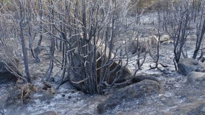 Последствия от пожара в Пирин