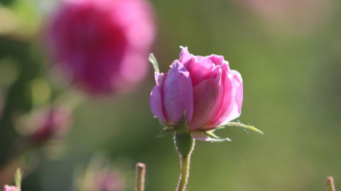 Поне 40% розовите градини у нас тази година ще останат