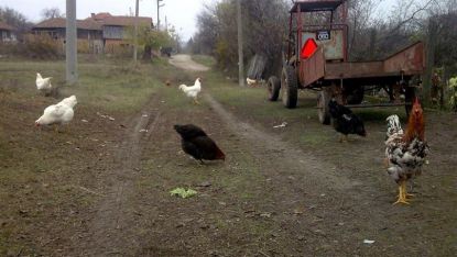Заради опасността от птичи грип щастливите кокошки не трябва да се разхождат свободно по улиците