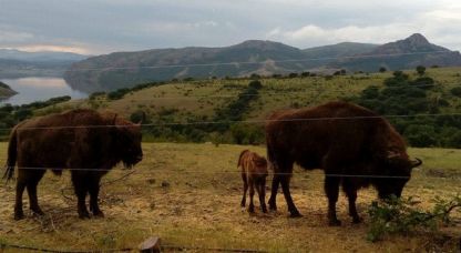 Завръщането на зубъра в Източните Родопи е сред големите успехи на еколозите