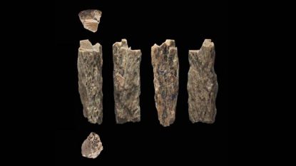 Фрагменти от малката кост на момичето, което се оказа рожба на неандерталка и Денисов човек.