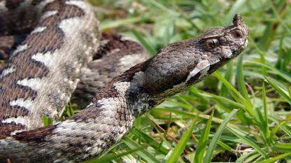 Ако не се чувстват застрашени, змиите няма да ви нападнат, твърдят специалисти