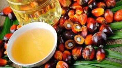 Индонезия най големият производител и износител на палмово масло в света