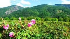 Im Frühjahr verwandelt sich das berühmte Rosental in ein zyklamfarbenes Blütenmeer
