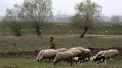Поредицата сродни фамилни имена – Овчаров, Чобанов, Кехайов, е произлязла от много разпространения навремето поминък на българите – овцевъдството.